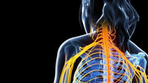 La multiesclerosis hace que el propio sistema inmunológico ataque el revestimiento de los nervios en el cerebro y la médula espinal.