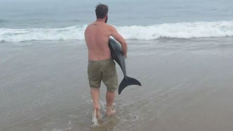 rescate delfin