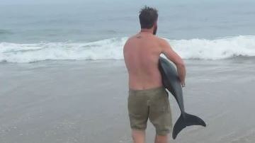 rescate delfin
