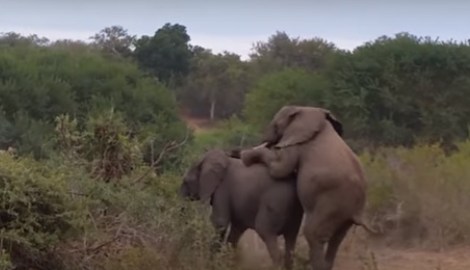 La grabación fue tomada en Sudáfrica.