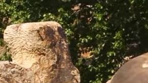 elefante