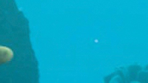 Ellen DeGeneres vuelve a dar voz a Dory en "Finding Dory".