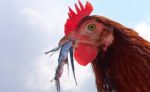 gallina10