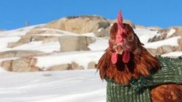 gallina11