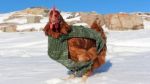 gallina11