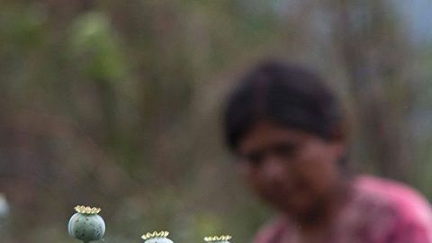Mujeres trabajan en un campo de amapolas en el estado de Guerrero, México.