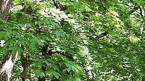 Soldados se sumaron a la búsqueda del niño desaparecido en un bosque en Japón.
