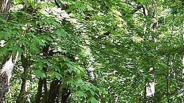 Soldados se sumaron a la búsqueda del niño desaparecido en un bosque en Japón.