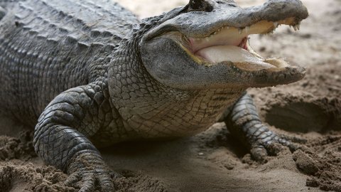 La Policía aún busca al menor arrastrado por un caimán en el parque Disney de Florida.