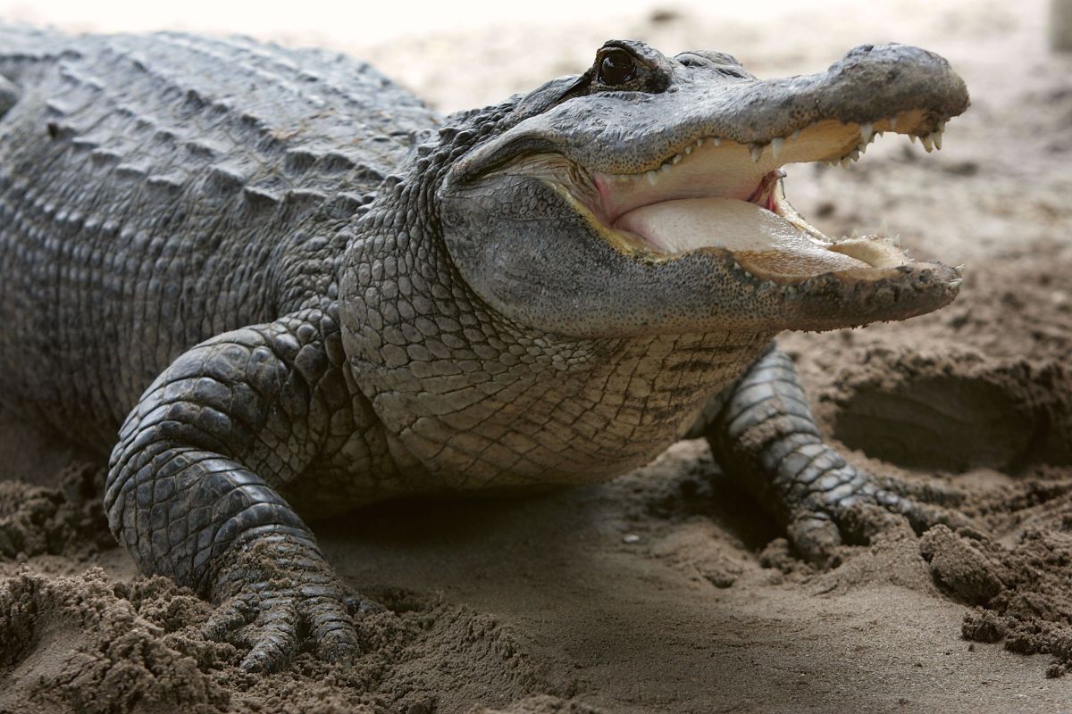 Imagen ilustrativa de un caimán en Gator Park, Florida.