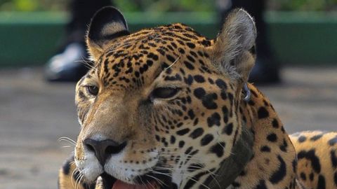 jaguar juma