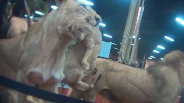 Captura del video grabado por HSUS en la feria Safari Club International en Las Vegas.
