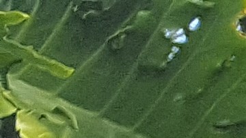 Miguel Carrasquillo apoyaba la muerte asistida.