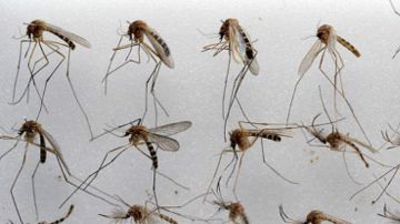 mosquito ny