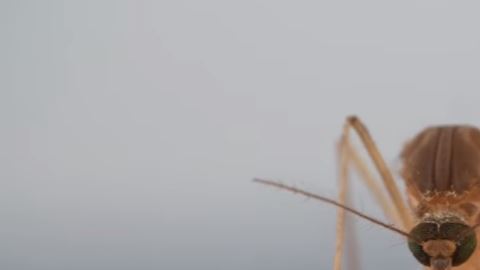 mosquito