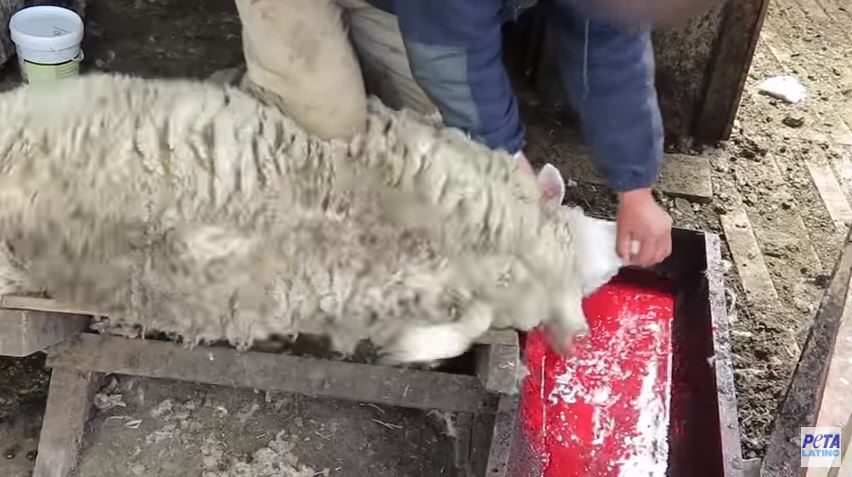 Video: Terribles imágenes de cómo se obtiene la lana que usas en tu ropa