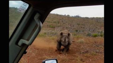 El rinoceronte corrió en dirección al jeep.