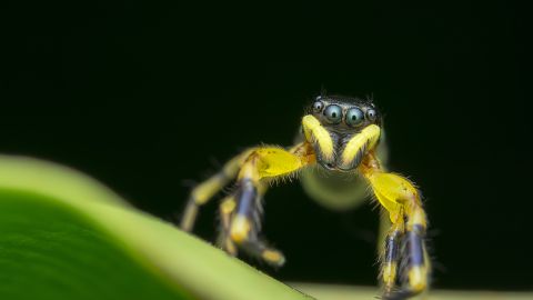 arana