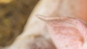 Hay quienesse oponen a este experimento, al considerar que se están "humanizando" a los cerdos.