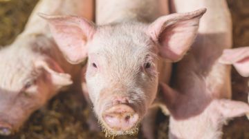 Hay quienesse oponen a este experimento, al considerar que se están "humanizando" a los cerdos.