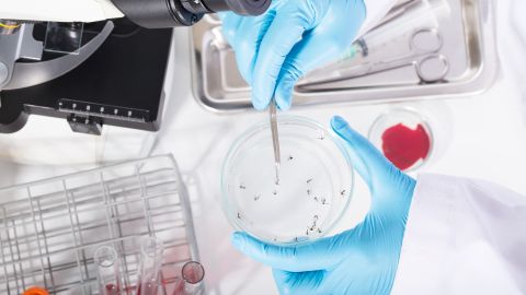 Se confirmó la presencia del virus de Nilo Occidental en mosquitos de la especie Culex pipiens que fueron capturados el 12 de junio.