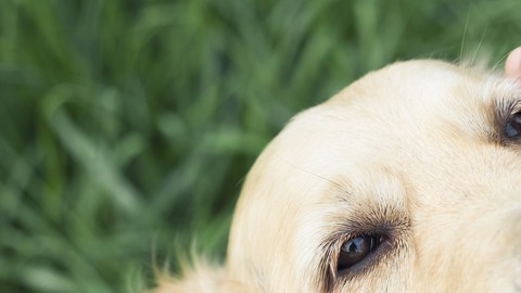 golden retriever
