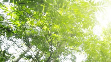 Con tan solo irse a sentarse a un parque será suficiente para tener una mejor salud.