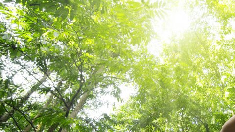 Con tan solo irse a sentarse a un parque será suficiente para tener una mejor salud.