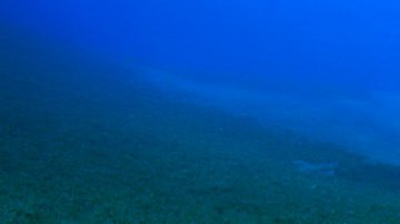 El plástico está modificando la genética y comportamiento de los peces.