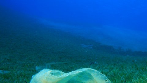 El plástico está modificando la genética y comportamiento de los peces.