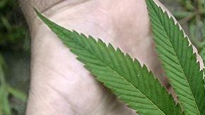marihuana