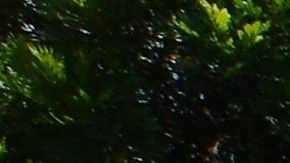 Niños buscan caminan en busca de pokémons en el Campus Norte del Miami Dade College.