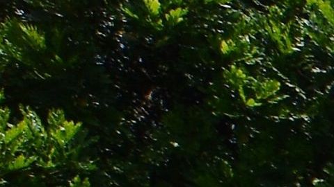 Niños buscan caminan en busca de pokémons en el Campus Norte del Miami Dade College.