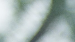 Omar Bravo es acusado de repartir injustamente los bonos por haber calificado a la liguilla.