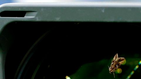 Las polillas invadieron el Stade de France en Saint Denis.