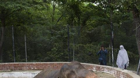 kaavan