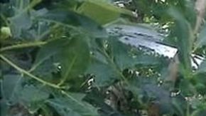 Imagen de un niño trabajando en los cultivos de mate, utilizada en la campaña para combatir en el tráfico infantil.