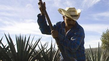 Del agave mexicano se produce el tequila, pero sus deshechos podrían ser reaprovechados por la industria automotriz.