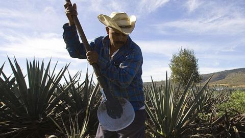 Del agave mexicano se produce el tequila, pero sus deshechos podrían ser reaprovechados por la industria automotriz.