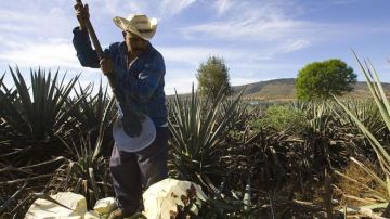Del agave mexicano se produce el tequila, pero sus deshechos podrían ser reaprovechados por la industria automotriz.