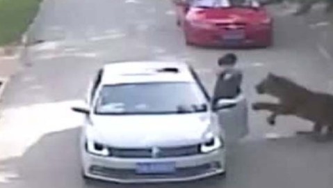 Expertos opinan que la culpa de la tragedia la tiene la conductora que se bajó del auto en zona restringida.