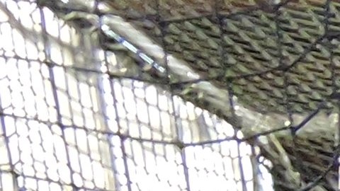 Belkis Lora (der.) al bate recibe instrucciones del mánager Héctor Lara.