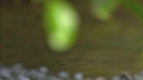México recuperó su población de cocodrilos en 40 años.