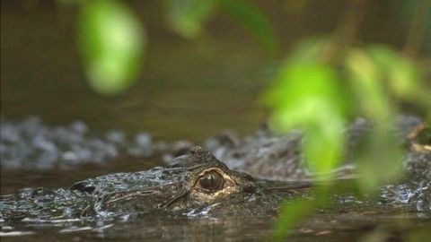 México recuperó su población de cocodrilos en 40 años.