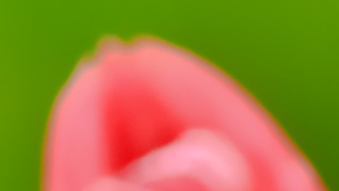 La planta de crisantemo sirve para eliminar el benceno.