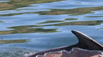 delfin quemado