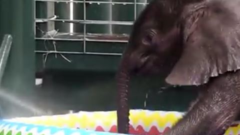 elefante piscina