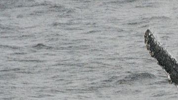 Una ballena jorobada salta fuera del agua en la Antártica.