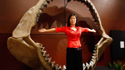 Poderosa mandíbula del extinto monstruo prehistórico marino, Charcharodon Megalodon, subastada en Las Vegas.