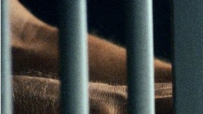 Pese a que las autoridades llamaron a la compañía hiciera correctivos, fue negligente en proveer los servicios de salud a los presos.